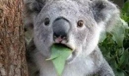 娱乐吃瓜酱考拉,揭秘娱乐圈那些不为人知的幕后故事