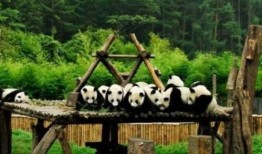 大鹏爆料动物园视频大全,动物园幕后趣事视频大盘点